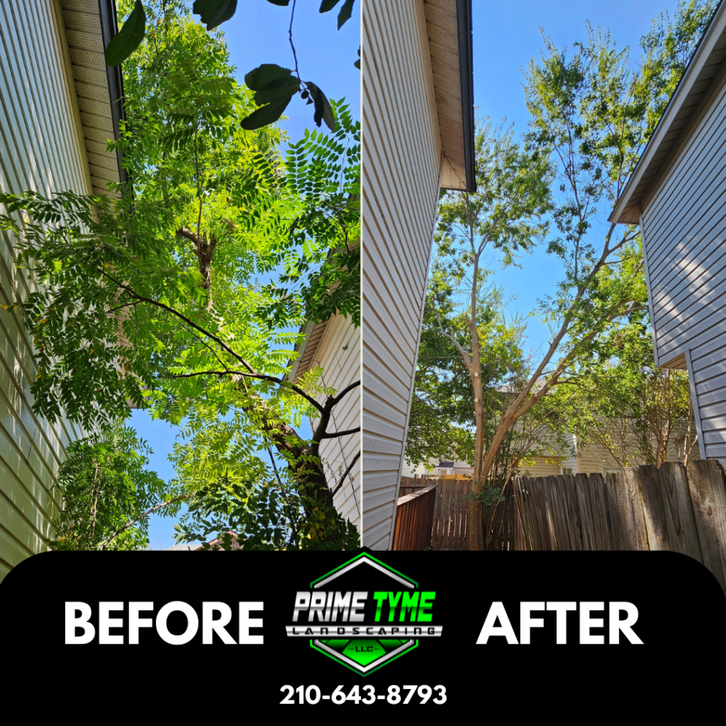 Tree Trimming in San Antonio by Prime Tyme Landscaping