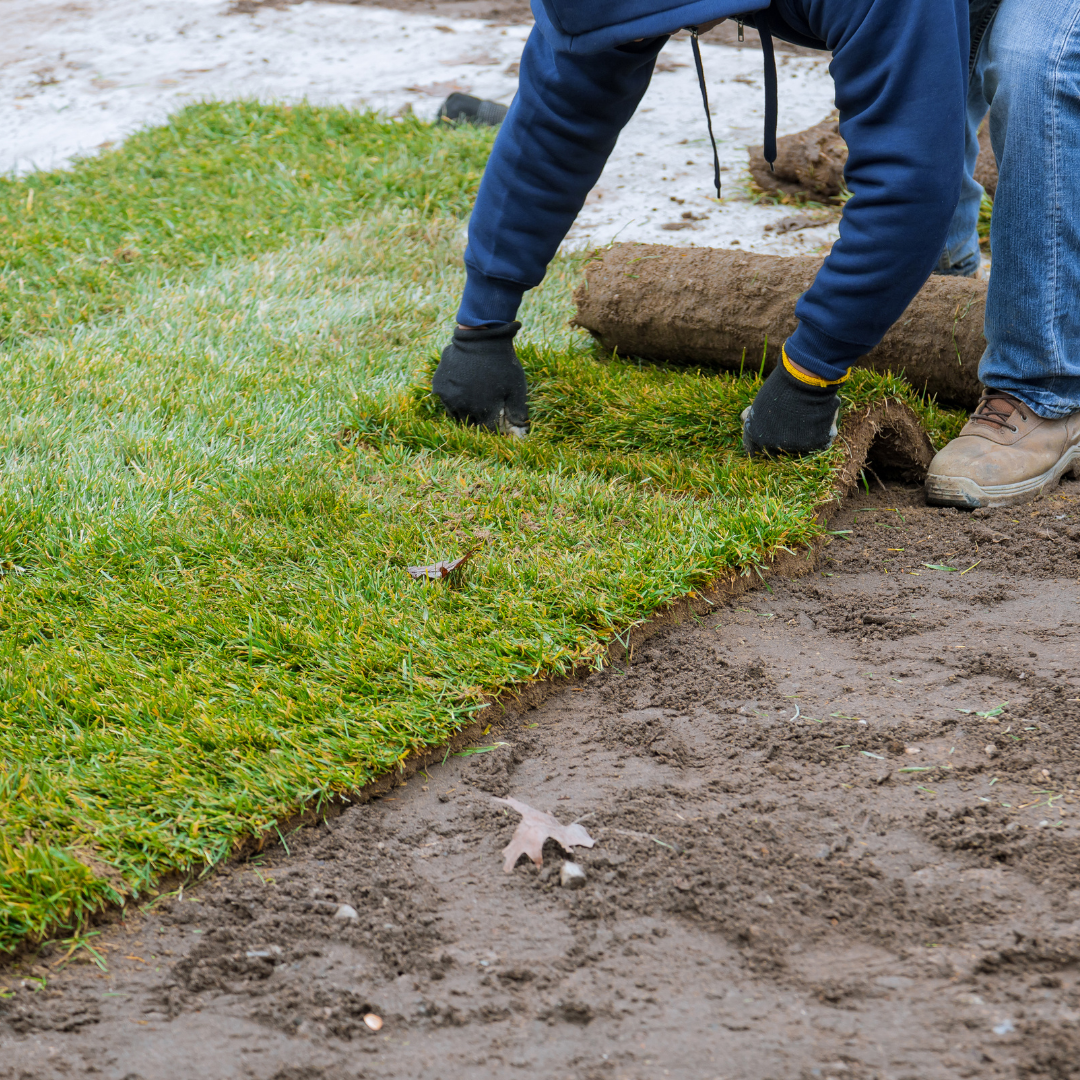 sod installation, sod installer