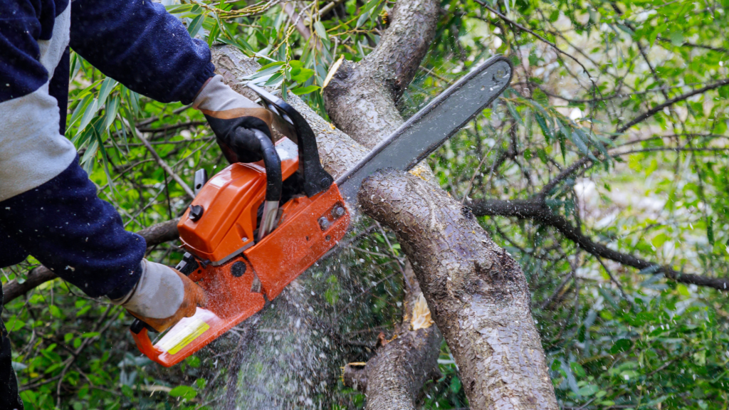 Tree Trimming in San Antonio by Prime Tyme Landscaping